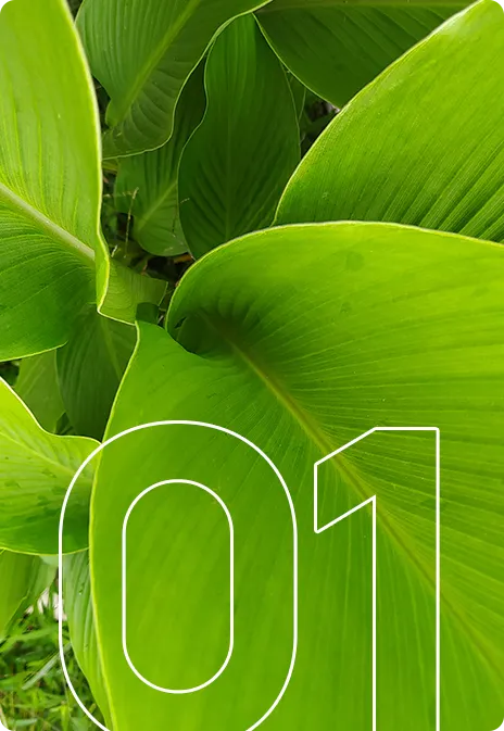 Bonifiche <span style="color: #1B3021;">ambientali</span>